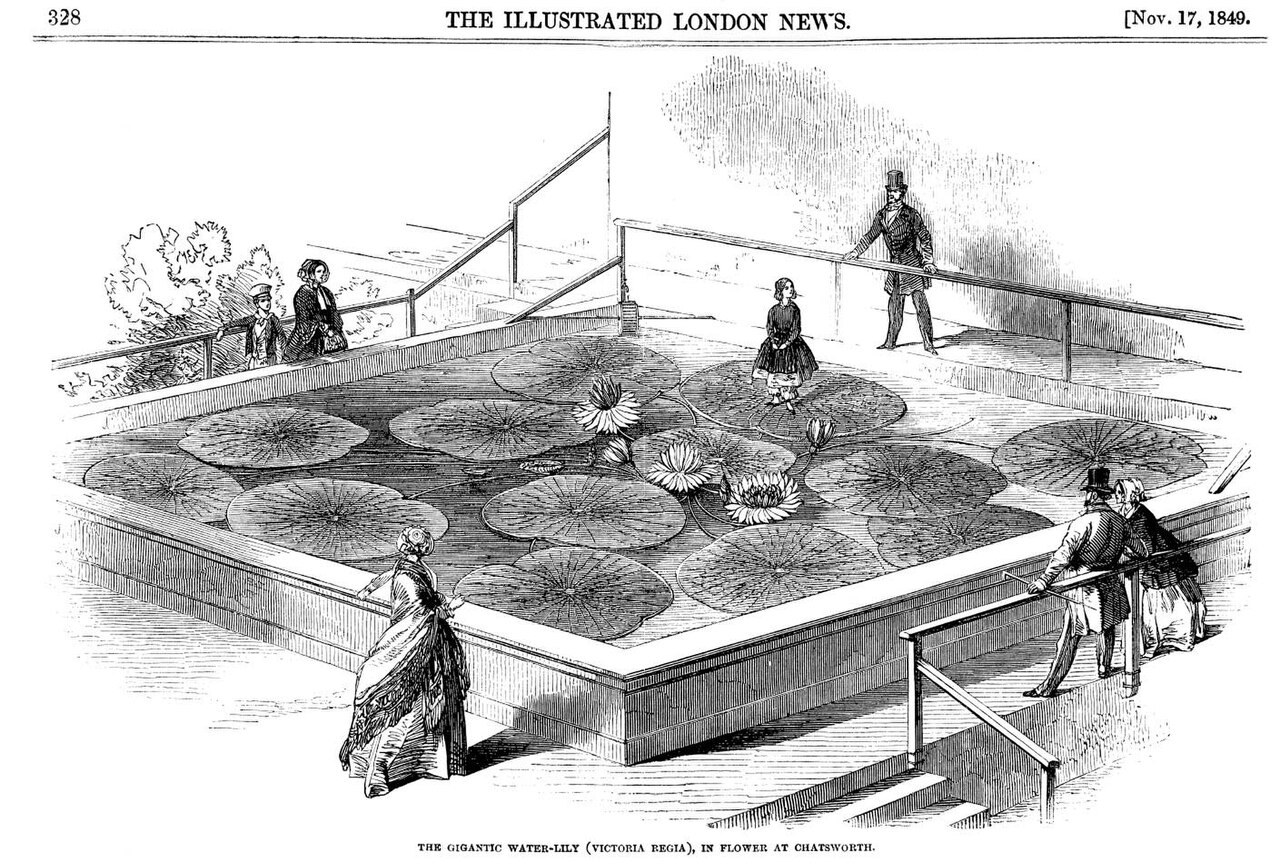 The Gigantic Waterlily (Victoria Regia), In Flower At Chatsworth. Unknown (Illustrated London News), Public domain, via Wikimedia Commons