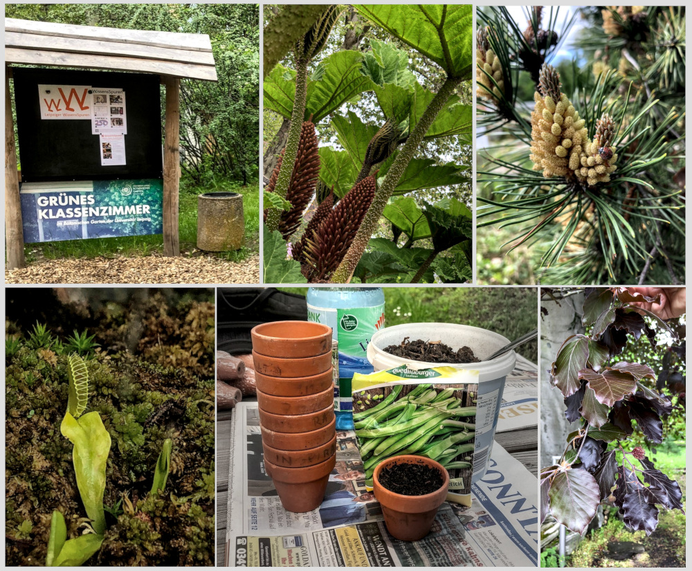 Aktivitäten im Botanischen Garten. Fotos: Team WissensSpuren.