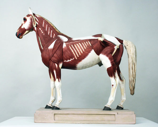 image from Veterinär-Anatomische Lehrsammlung