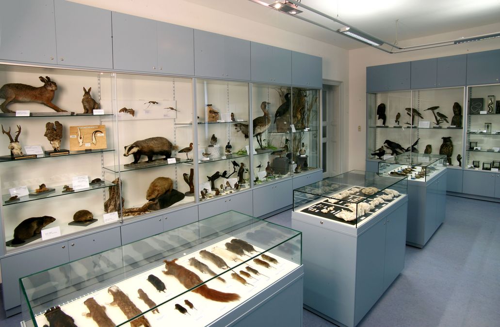 image from Zoologische Lehr- und Studiensammlung